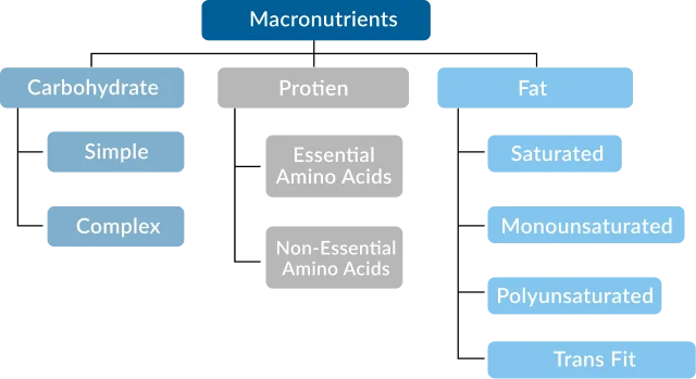 Grams to Calories Conversion Formula